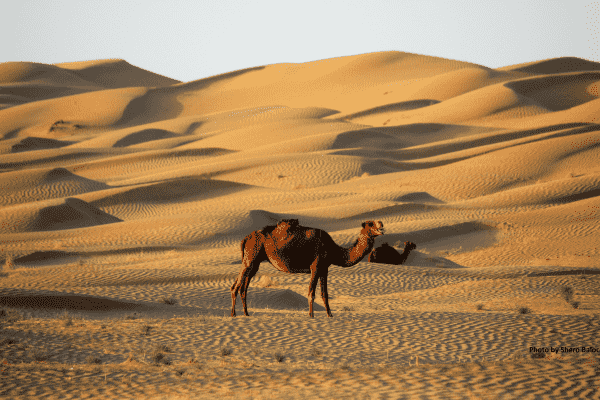 Golden Desert Nushki: A Stunning Travel Destination in Balochistan, Pakistan Golden Desert Nushki